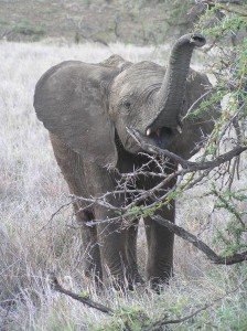 Baby Elephant, Masai Mara, Kenya